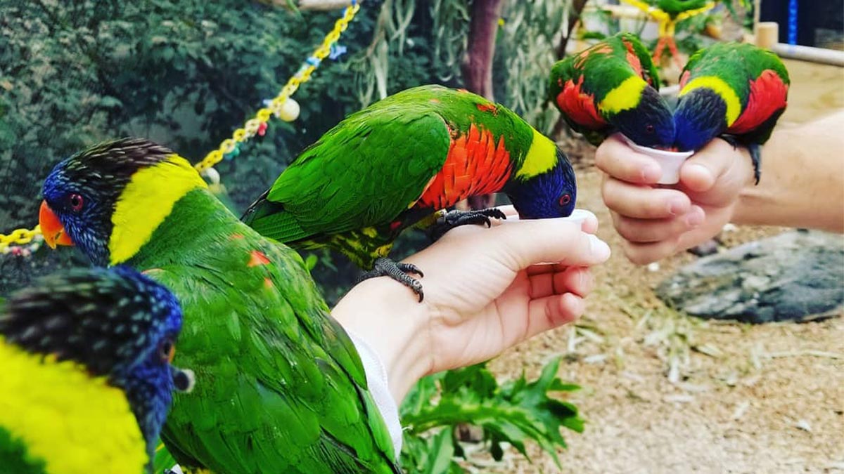 close up of people holding out bird feed in small cups with birds pirched on their arms at Lorikeet Forest in Aquarium of the Pacific, Los Angeles, California, USA
